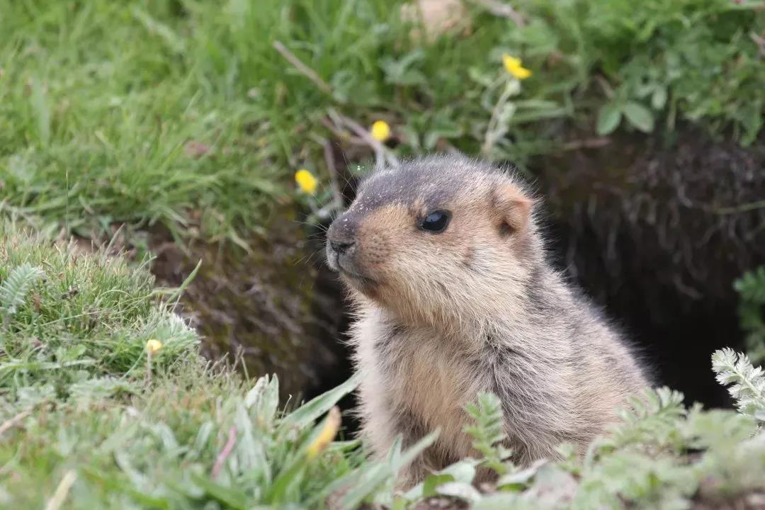 什么是出血热?一图告诉你如何预防!(图2) 什么是出血热?一图告诉你如何预防!(图2)
